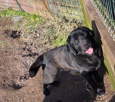 Étalon Labrador Retriever - Tinder De L'Etang Balancet