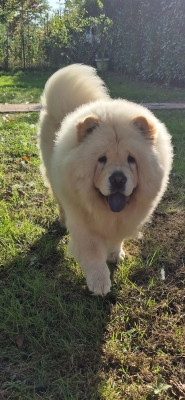 Étalon Chow Chow - Victoire des Bambous de Shunan