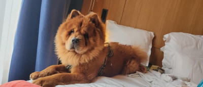 Étalon Chow Chow - Ukiyo Du Domaine De Goes-Kuard