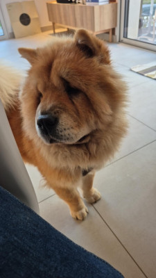 Étalon Chow Chow - Vahinée des Bambous de Shunan