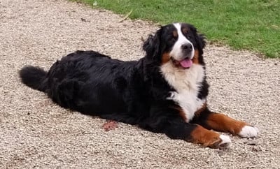 Étalon Bouvier Bernois - Ussya Du Verger Des Beaurepaires