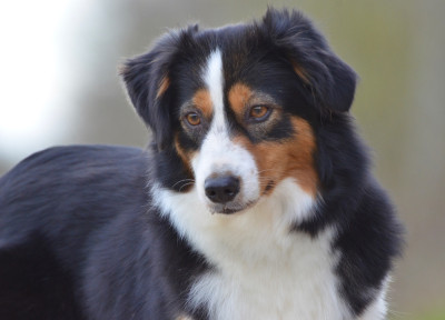 Étalon Berger Américain Miniature - Tropical florida In Parigi