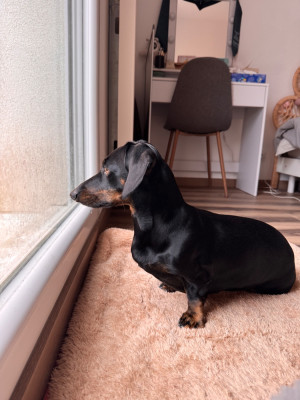 Étalon Teckel poil ras - TONKA (Sans Affixe)