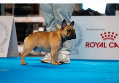 Étalon Bouledogue français - Altesse Royale Apollon Du Domaine De La Lortière