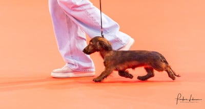 Étalon Teckel poil long - A The Star Rumi Of Moonlight Blue