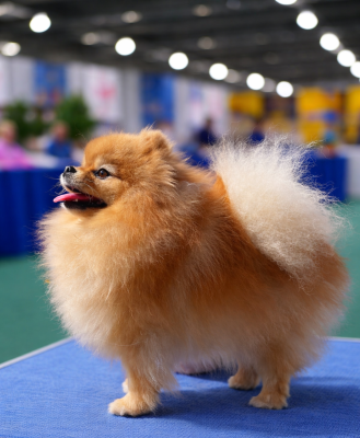 Étalon Spitz allemand - Tweeny Du Domaine Des Cassanos