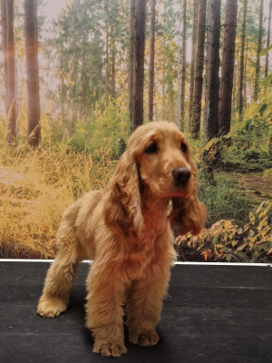 Étalon Cocker Spaniel Anglais - Amour des Terres aux étangs