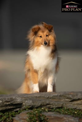 Étalon Shetland Sheepdog - Vendée du Banc des Hermelles