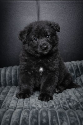 Étalon Berger Allemand Poil Long - Black-Moon De La Légende D'Amarok