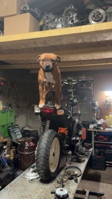 Étalon Staffordshire Bull Terrier - Vaiana Of secret s sources