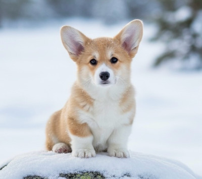 Étalon Welsh Corgi Pembroke - ARWEN Des Plaines De Barbizon