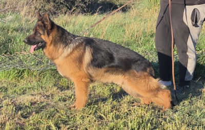 Étalon Berger Allemand - Valdo des Cieux Dorés