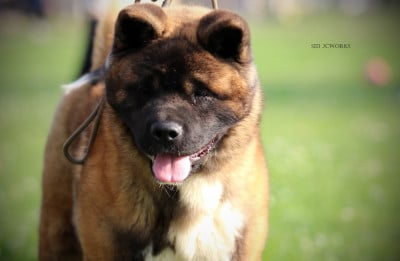 Étalon Akita americain - Anibal I Believe Aken Flam