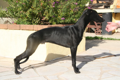 Étalon Whippet - Atomic Spirit Du Domaine Rose Chardon