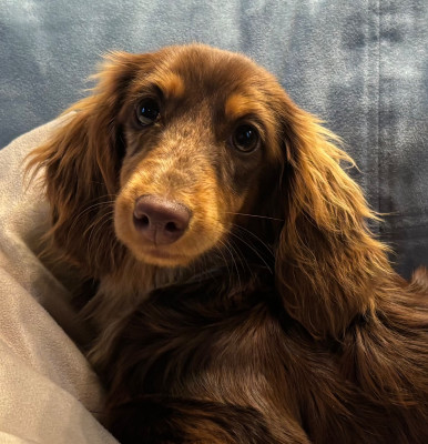 Étalon Teckel poil long - ADELAÏDE Du grand baronnet