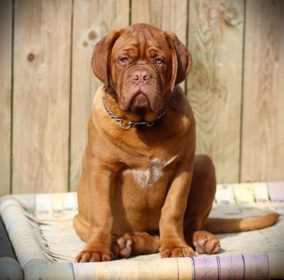 Étalon Dogue de Bordeaux - Legendarivs Canis Apocalypse "Toro"