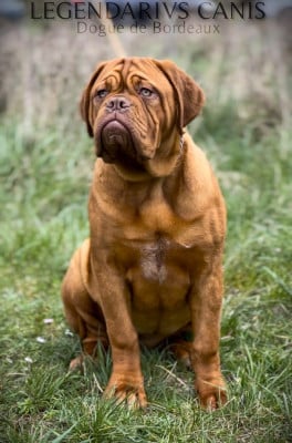 Étalon Dogue de Bordeaux - Legendarivs Canis APOGÉE « Peggy »