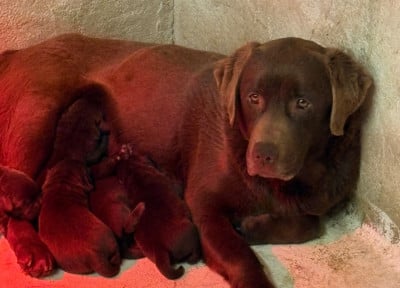 Stella Du Moulin Sault