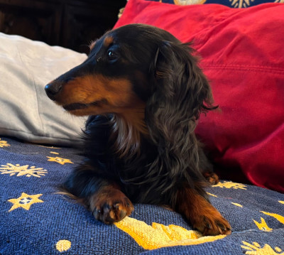 Étalon Teckel poil long - ANASTASIA Du grand baronnet