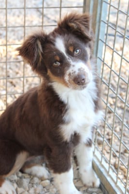 Étalon Berger Américain Miniature - PIN UP - Vanilla pineapple Of Winner Mistral