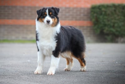Étalon Berger Australien - Absolutely fabulous poppy De L'eldorado Du Bonheur