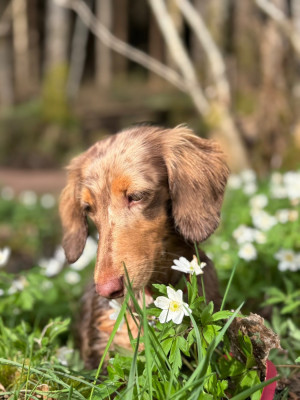 Étalon Teckel poil long - AGATHE FEELING Du Clos Des Bords De Mer