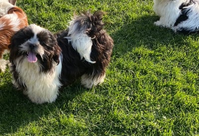 Étalon Shih Tzu - Achille Du Domaine De Terrut