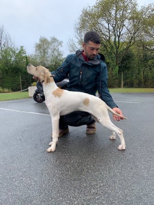 Étalon Pointer - Arbia Des Plaines De Berloch