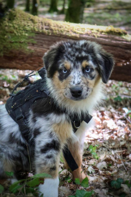 Étalon Berger Australien - Sheyenne Des Highlands Du Sud