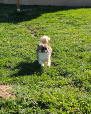 Étalon Chihuahua - Vicky My Dream Du Domaine Des Grands Causses