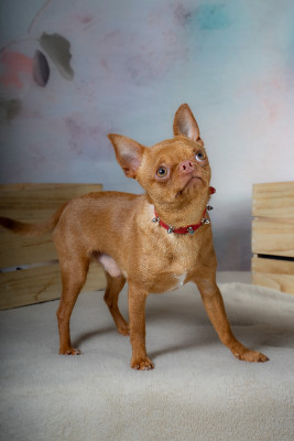 Étalon Chihuahua - Achile Des Roses De Lolita