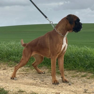 Étalon Boxer - Vilma de la croix de cazeneuve Titre Initial