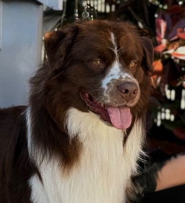 Étalon Berger Australien - Vino Bono Du Bois D'Eltik}