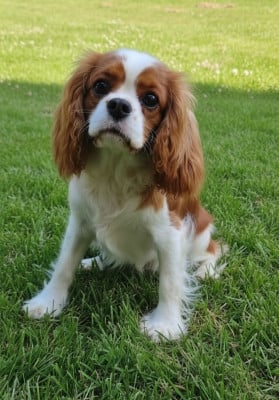 Étalon Cavalier King Charles Spaniel - Asoka Des Terres De L'infini