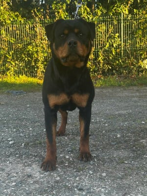 Étalon Rottweiler - Amara Des Flammes De La Nuit