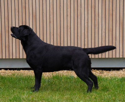 CH. dolbia Celtic twilight