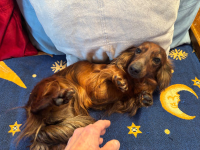 Étalon Teckel poil long - ALICE Du grand baronnet