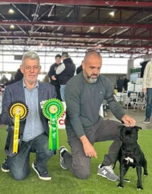 Étalon Staffordshire Bull Terrier - Eminence and Class Athéna