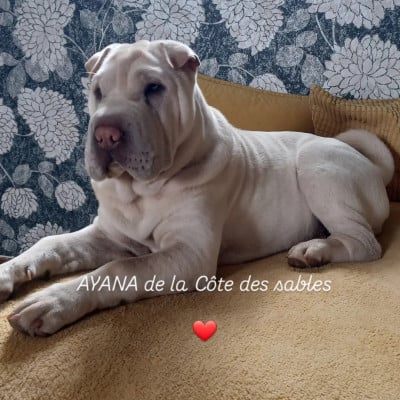 Étalon Shar Pei - AYANA ALOHA MANAVA De La Cote Des Sables