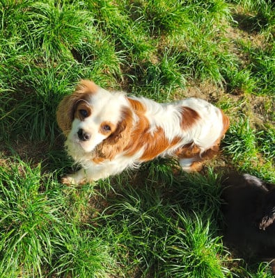 Étalon Cavalier King Charles Spaniel - VICTORIA des hauts de sianne