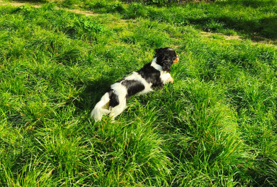 Étalon Cavalier King Charles Spaniel - AZIA du domaine des quatre pattes