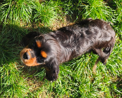 Étalon Cavalier King Charles Spaniel - ABBY du domaine des quatre pattes