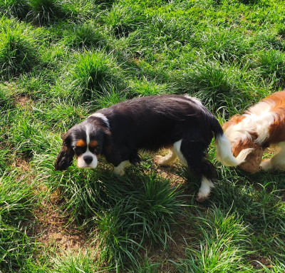 Étalon Cavalier King Charles Spaniel - ANNA du domaine des quatre pattes