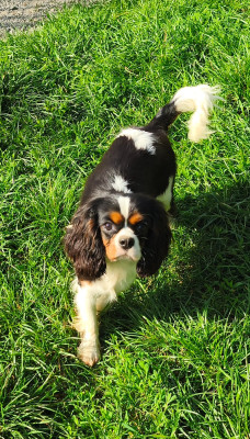 Étalon Cavalier King Charles Spaniel - ARLETTE du domaine des quatre pattes