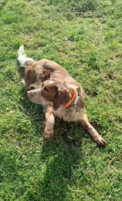 Étalon Setter Anglais - AMBRE de la centaurée noire