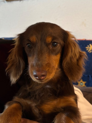 Étalon Teckel poil long - ANTINEA Du grand baronnet