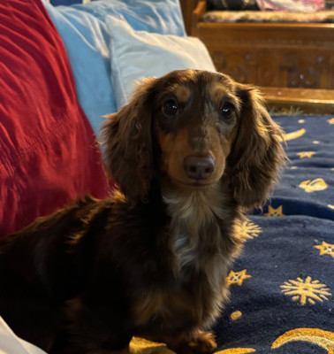 Étalon Teckel poil long - ALOHA Du grand baronnet