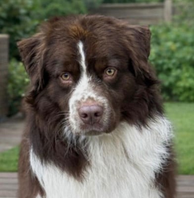 Étalon Berger Australien - Vino Bono Du Bois D'Eltik