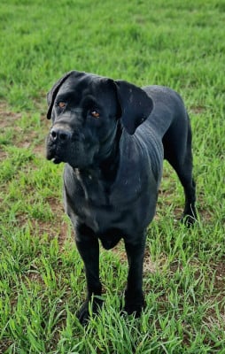 Étalon Cane Corso - Astra Borbone Dei Caivanesi