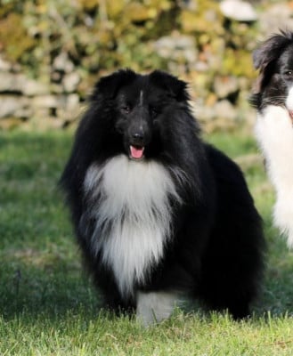 Étalon Shetland Sheepdog - Venom brock eddie Du vent des moissons